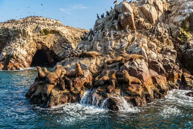 Ballestas Islands sea lions and pelicans on rocky outcrops — Peru's Galápagos Islands