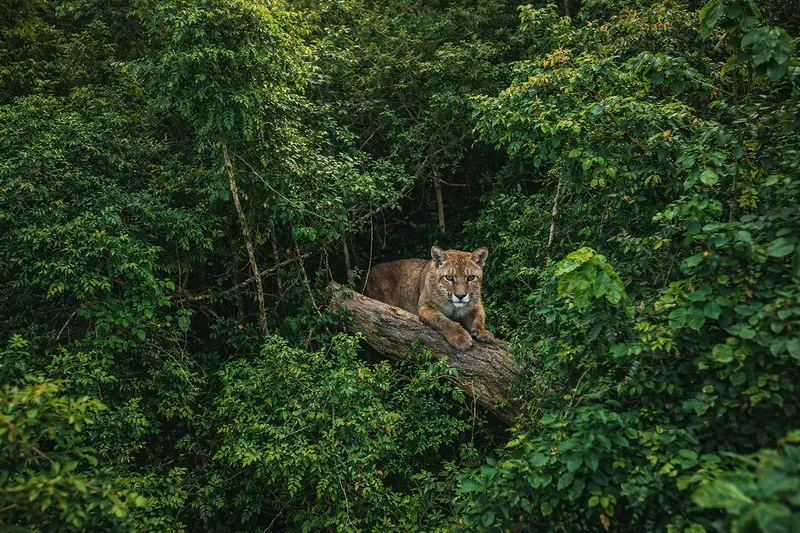 Amazon Basin